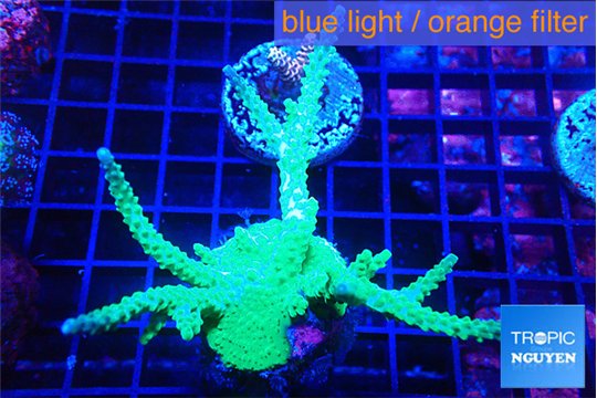 Acropora green purple 5-7 cm WYSIWYG acclimaté