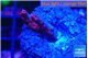Acropora full pink Fijii 2 cm WYSIWYG acclimaté