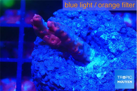 Acropora full pink Fijii 2 cm WYSIWYG acclimaté