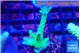 Acropora green purple 3-5 cm WYSIWYG acclimaté