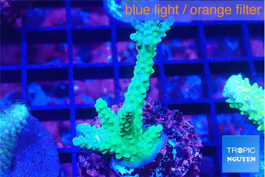 Acropora green purple 3-5 cm WYSIWYG acclimaté