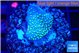 Sarcophython full neon green polyps Australia 2 cm WYSIWYG acclimaté