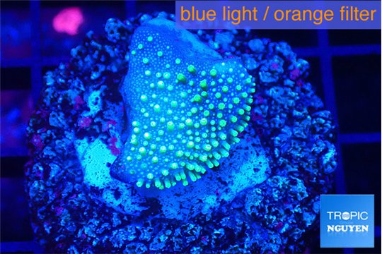 Sarcophython full neon green polyps Australia 2 cm WYSIWYG acclimaté