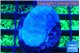 Sarcophython full neon green polyps Australia 3-4 cm WYSIWYG acclimaté