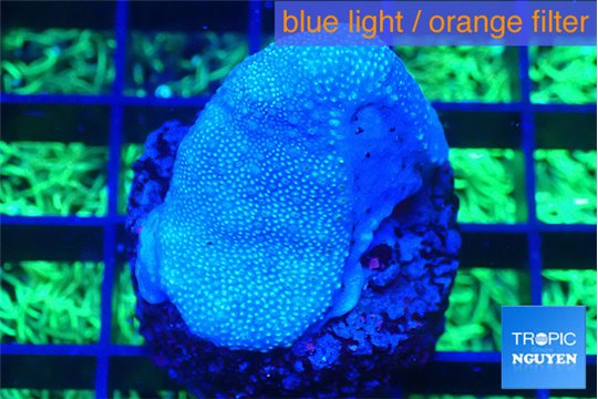 Sarcophython full neon green polyps Australia 3-4 cm WYSIWYG acclimaté
