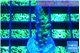 Acropora green purple 2-3 cm WYSIWYG acclimaté
