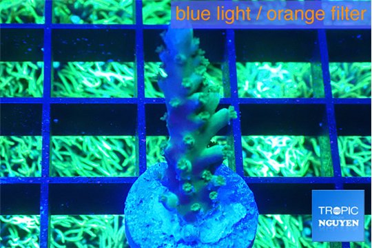 Acropora green purple 2-3 cm WYSIWYG acclimaté