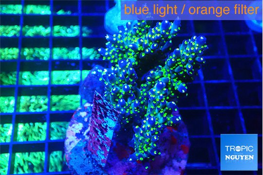Acropora nana tricolore 7-10 cm WYSIWYG acclimaté