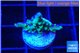 Acropora green purple 2 cm WYSIWYG acclimaté