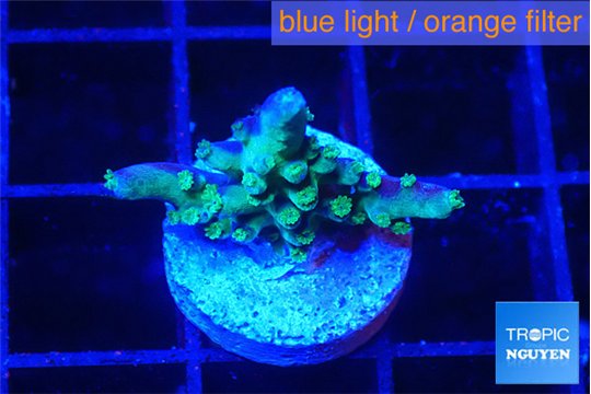 Acropora green purple 2 cm WYSIWYG acclimaté