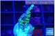 Acropora green purple 2 cm WYSIWYG acclimaté