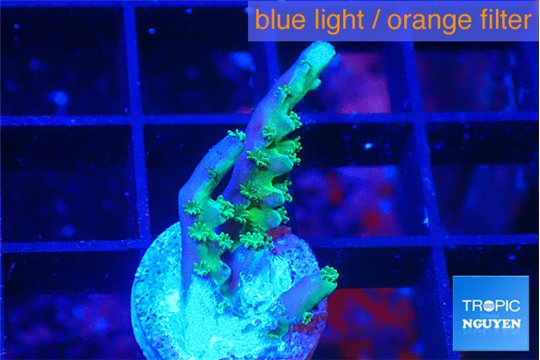 Acropora green purple 2 cm WYSIWYG acclimaté
