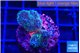 Pocillopora damicornis green & pink tip 2 cm WYSIWYG acclimaté