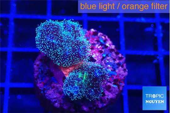 Pocillopora damicornis green & pink tip 2 cm WYSIWYG acclimaté