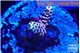 Acropora pink 1-2 cm WYSIWYG acclimaté