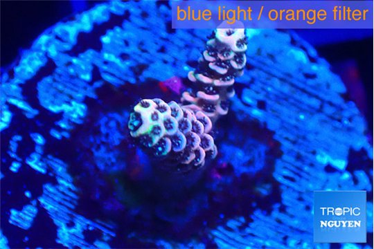 Acropora pink 1-2 cm WYSIWYG acclimaté