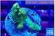Acropora sunset 2-3 cm WYSIWYG acclimaté
