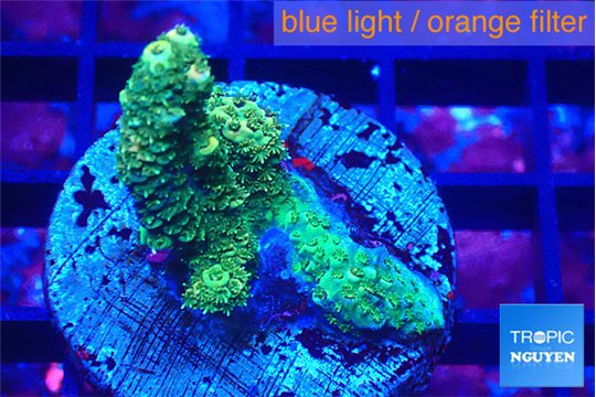 Acropora sunset 2-3 cm WYSIWYG acclimaté