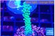 Acropora green purple 2-3 cm WYSIWYG acclimaté