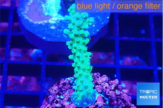 Acropora green purple 2-3 cm WYSIWYG acclimaté