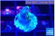 Acropora purple gold 1-2 cm WYSIWYG acclimaté
