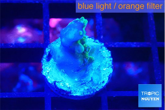Acropora purple gold 1-2 cm WYSIWYG acclimaté