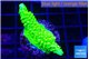 Acropora full neon green 3-4 cm WYSIWYG acclimaté