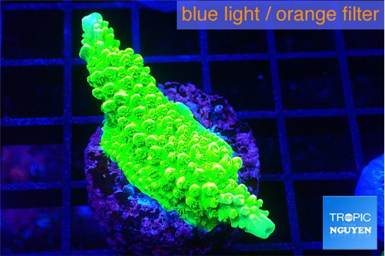 Acropora full neon green 3-4 cm WYSIWYG acclimaté