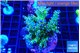 Acropora nana tricolore 7-10 cm WYSIWYG acclimaté