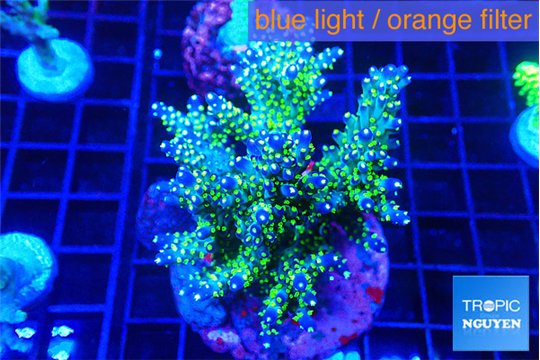 Acropora nana tricolore 7-10 cm WYSIWYG acclimaté