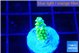 Acropora green gold 2 cm WYSIWYG acclimaté