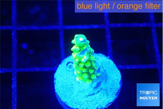 Acropora green gold 2 cm WYSIWYG acclimaté