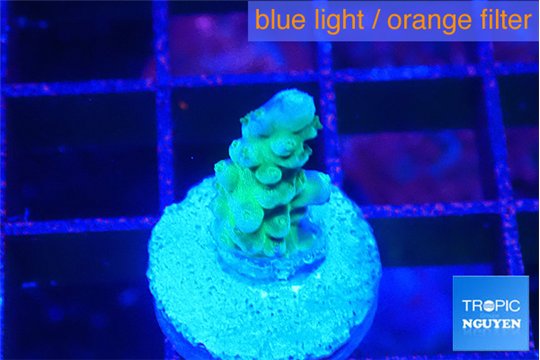 Acropora green gold 2 cm WYSIWYG acclimaté