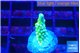 Acropora green gold 1-2 cm WYSIWYG acclimaté