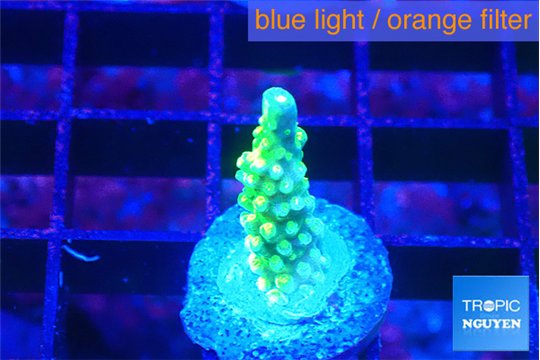 Acropora green gold 1-2 cm WYSIWYG acclimaté