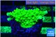 Acropora full neon green 2-3 cm WYSIWYG acclimaté