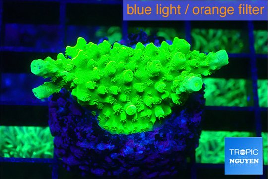 Acropora full neon green 2-3 cm WYSIWYG acclimaté