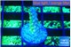 Acropora green gold 1 cm WYSIWYG acclimaté
