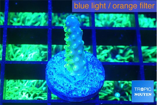 Acropora green gold 1 cm WYSIWYG acclimaté