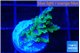 Acropora purple green 1-2 cm WYSIWYG acclimaté