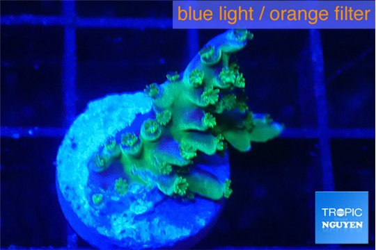 Acropora purple green 1-2 cm WYSIWYG acclimaté