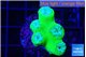 Duncanopsammia green 4-5 polyps WYSIWYG acclimaté