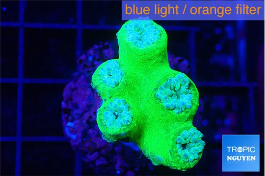 Duncanopsammia green 4-5 polyps WYSIWYG acclimaté