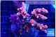 Acropora hyacinthus pink 7-10 cm WYSIWYG acclimaté