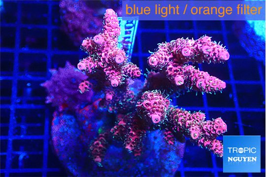 Acropora hyacinthus pink 7-10 cm WYSIWYG acclimaté