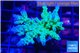 Acropora green blue Fijii 3-5 cm WYSIWYG acclimaté