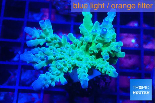 Acropora green blue Fijii 3-5 cm WYSIWYG acclimaté