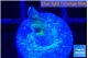 Acropora purple green 0,5-1 cm WYSIWYG acclimaté