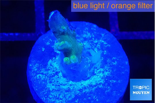 Acropora purple green 0,5-1 cm WYSIWYG acclimaté