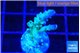 Acropora green purple 2 cm WYSIWYG acclimaté